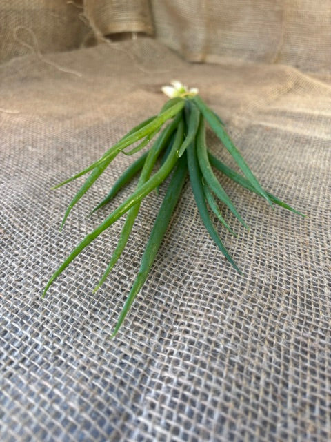 Scallions