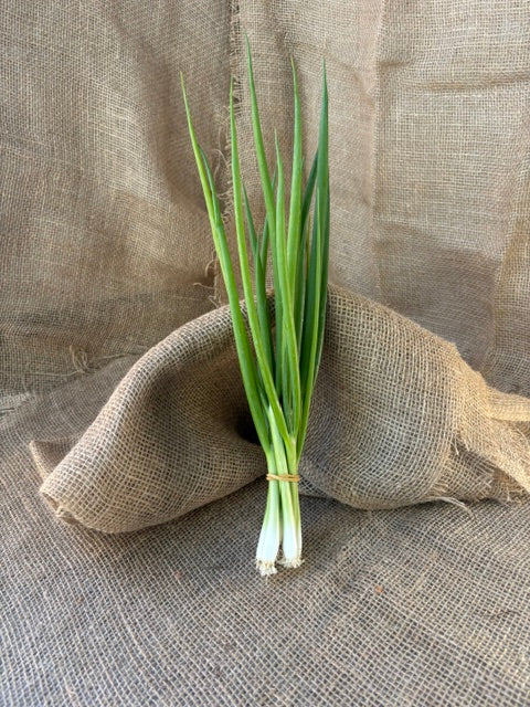 Scallions