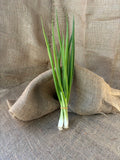 Scallions