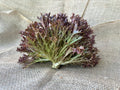 Red Butter Lettuce