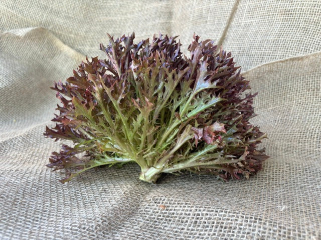 Red Butter Lettuce