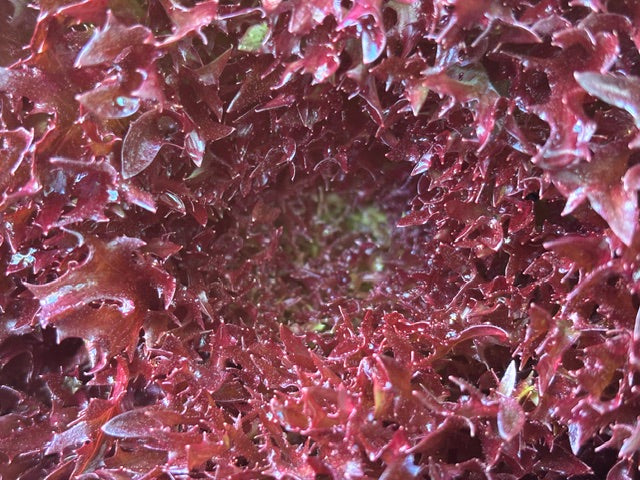 Red Butter Lettuce