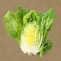 Napa Cabbage