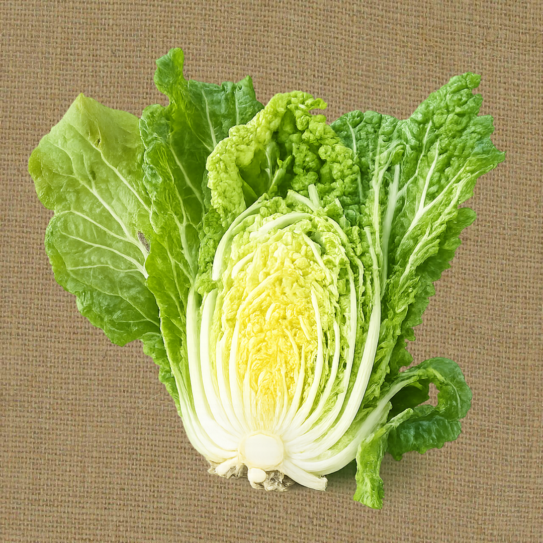 Napa Cabbage